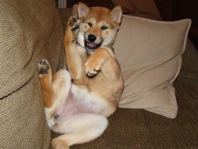 <a href="http://shibashake.com/dog/super-shiba-inu-dusty" target="_top">Super Shiba Inu Dusty! </a>