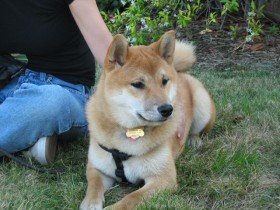 <a href="http://shibashake.com/dog/what-job-would-suit-your-dog" target="_top">What Job Would Suit Your Dog?</a>