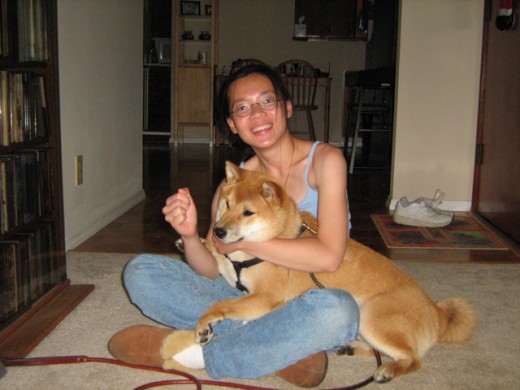 Can a Dog Learn to Like Hugs? - Shiba Inu Sephy tolerating a dog hug for food.