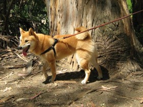 Shiba Inu Sephy fixating on something - time to interrupt and move away.