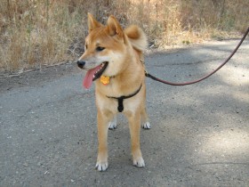 Dog-to-Dog Aggression Tip 1 - Be calm and do not put undue or continuous tension on the leash.
