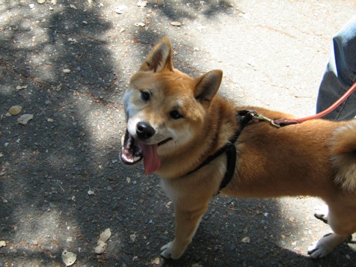 Dog-to-Dog Aggression Tip 6 - Use positive interrupts and keep encounters short.