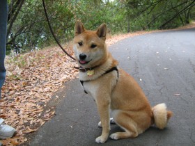 You can let your dog sit and watch the other dog as long as he is calm and willing to give you his attention when you ask for it.