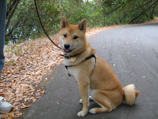 IMG_0175 Shiba Sephy pretending to be a model citizen.