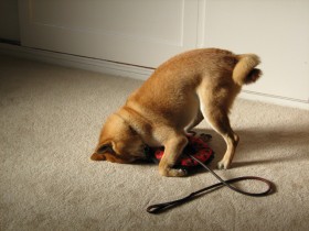 Why I Got a Dog Reason 4 - A dog will make you laugh.