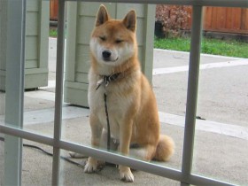 Why I Got a Dog Reason 3 - A dog will teach you to relax and be Zen.