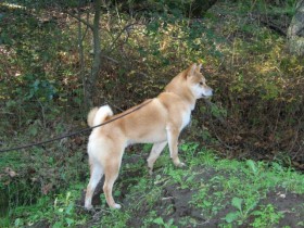 Dogs get people off their lazy butts and live a happier, healthier lifestyle.