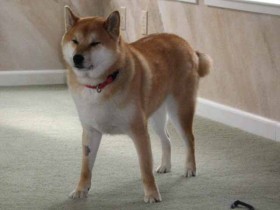 IMG_3164 Shiba Sephy is always a bit loopy after a visit to the vet.