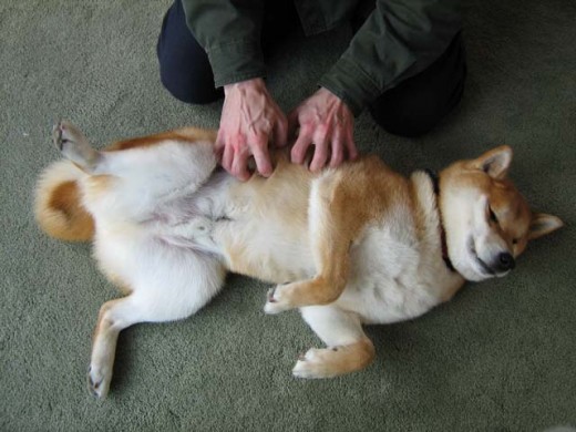 IMG_3180 Shiba Sephy - A terror that flaps in the night.