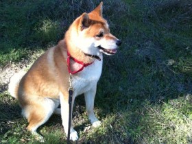 <a href="http://shibashake.com/dog/how-to-greet-dogs" target="_top">How to Greet Dogs</a>