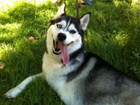 Siberian Shania - Even more goofy than Shiba Sephy.