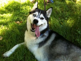 Siberian Husky Shania is a happy, bouncy, and energetic dog.