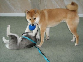 <a href="http://shibashake.com/dog/hyperactive-dogs-how-to-calm-a-hyper-dog-or-hyper-puppy" target="_top">Hyperactive Dogs - How to Calm a Hyper Dog or Hyper Puppy</a>