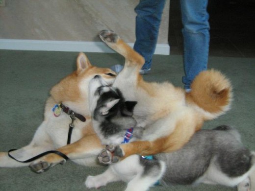 Dogs are not human!