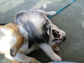 Dog Psychology and Dominance/Pack Theory.