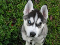My second dog - Siberian Husky Shania.