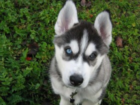 Cute Siberian Husky puppy Shania at 9 weeks old.
