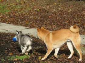 <a href="http://shibashake.com/dog/dog-escape-why-dogs-run-away" target="_top">Why Dogs Run Away and How to Stop Dog Escapes</a>