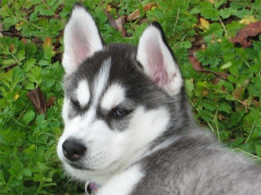 Sleepy Siberian Husky puppy.