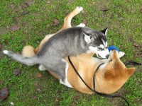 Shania and Sephy playing during the test-drive week.