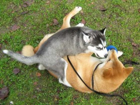 Siberian Husky puppy Shania easily defeats Shiba Inu Sephy in a wrestling match.