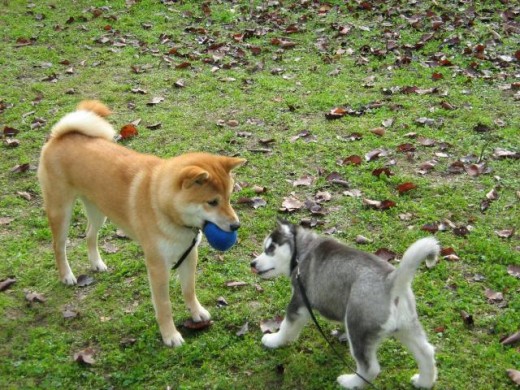 Where to Get a Siberian Husky Puppy?