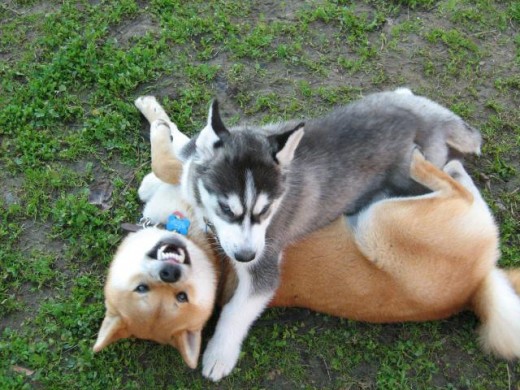 Dog Psychology - Even dominance theory cannot be used to support the false claim that physical force is a necessary or even effective part of dog behavior modification.