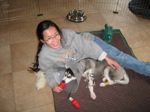 Straightening Siberian Shania's leg.