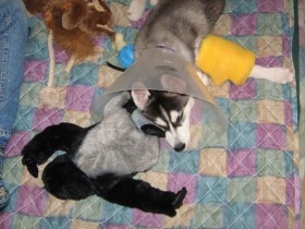 Siberian Shania went through the leg surgeries like a champ.