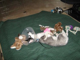 Over the period of the first week, we were able to slowly realign the bones.