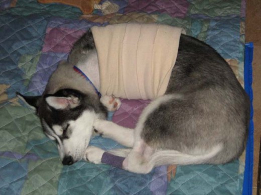 Siberian Shania after her leg amputation.