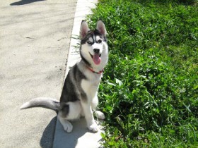 Siberian Shania after the leg amputation stitches came off.