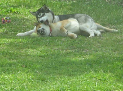 Dog Socialization 4 - It is important to ensure that your dog's interactions with other dogs are not negative.