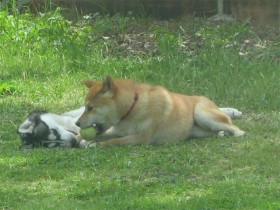 <a href="http://shibashake.com/dog/dogs-guide-to-a-happy-life" target="_top">A Dog