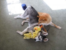 Dog Socialization - Do Dogs Need to Socialize with Other Dogs?
