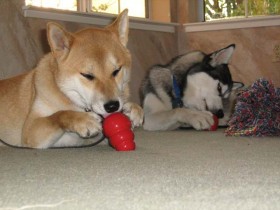 A busy dog is a good dog.