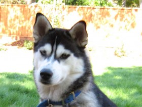 <a href="http://shibashake.com/dog/siberian-husky-for-sale" target="_top">Siberian Husky for Sale</a>