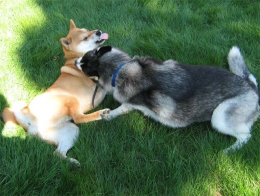 If any problems should start to arise in the enclosed dog park, stop your dog from getting involved.