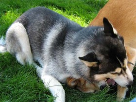 Enclosed dog parks - Provides good exercise for your dog.