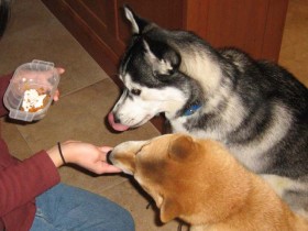 <a href="http://shibashake.com/dog/using-food-in-dog-training-bribery-or-reward" target="_top">Using Food in Dog Training - Bribery or Reward?</a>
