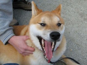 Dogs, Kids - Preventing Dog Attacks