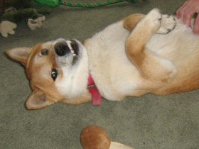 Reward Dog Obedience Training - The Bad.