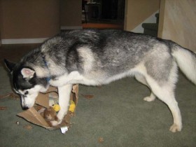 Siberian Husky Shania opening presents.