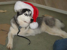 <a href="http://shibashake.com/dog/dog-christmas-gifts" target="_top">Dog Christmas Gifts</a>