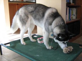 An older Shania with her James Brown, 'I Feel Good' toy.