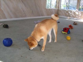 Exercise your Shiba Inu