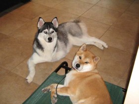 Worst dog breeds?