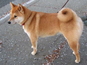 <a href="http://shibashake.com/dog/just-slap-him-on-the-muzzle" target="_top">Just Slap Him on the Muzzle</a>