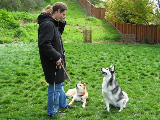 Dog Psychology - Operant conditioning techniques are what we mostly use today to modify the behavior of our dogs, and to train them to do tricks and commands.