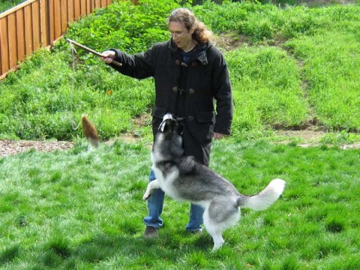 Siberian Huskies do best when there is frequent human supervision throughout the day.